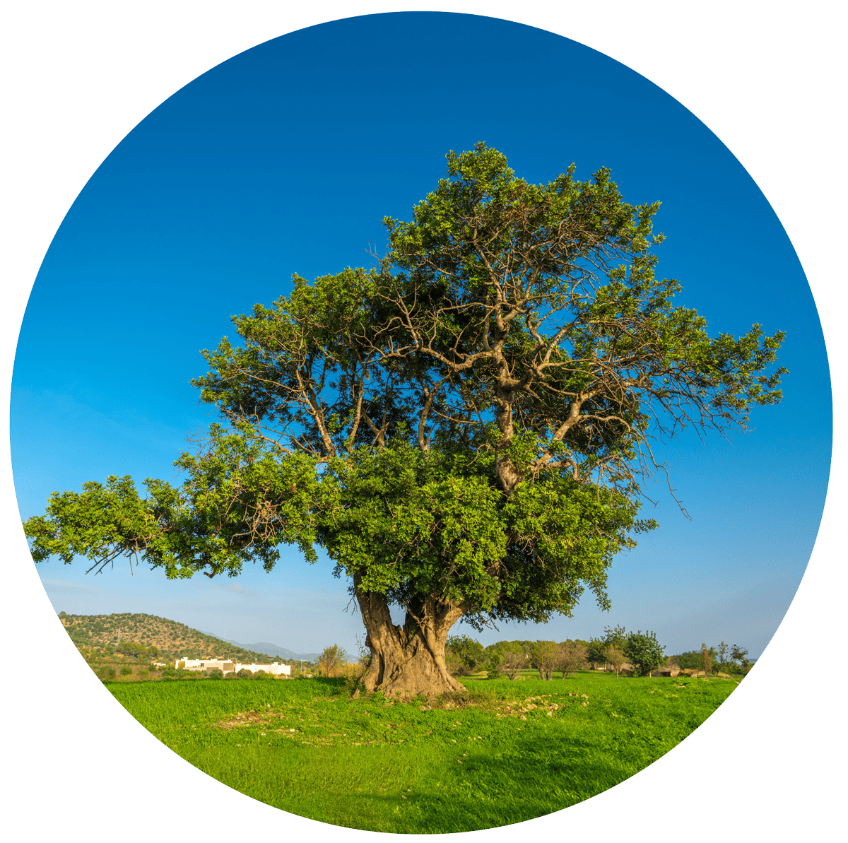 carob tree